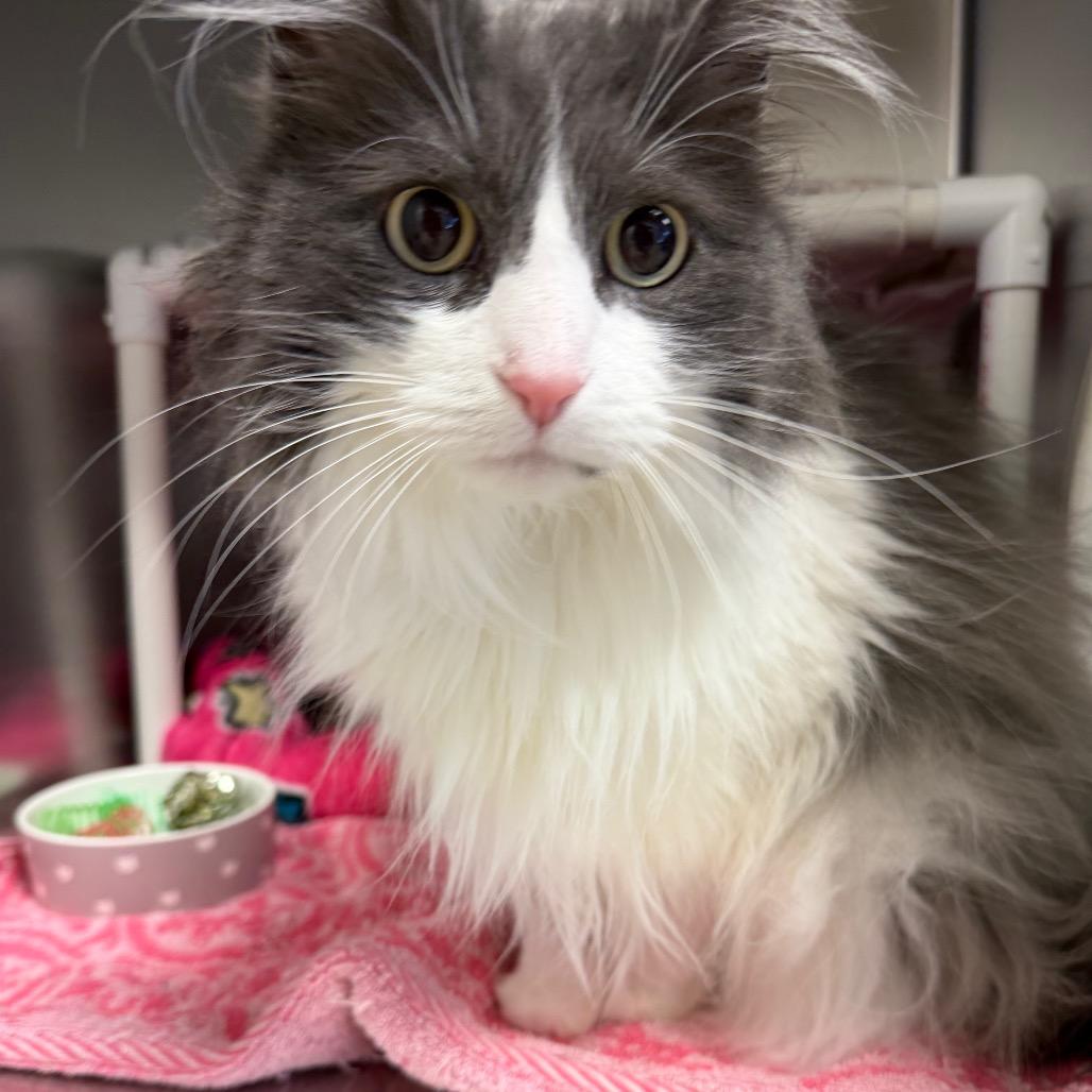 Enlarge Izzy, a Adoptable Domestic Long Hair in International Falls, MN image 4/4