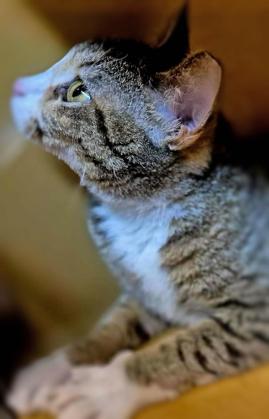 Enlarge Daphne, an adopted mixed breed in Ocean Springs, MS image 3/5