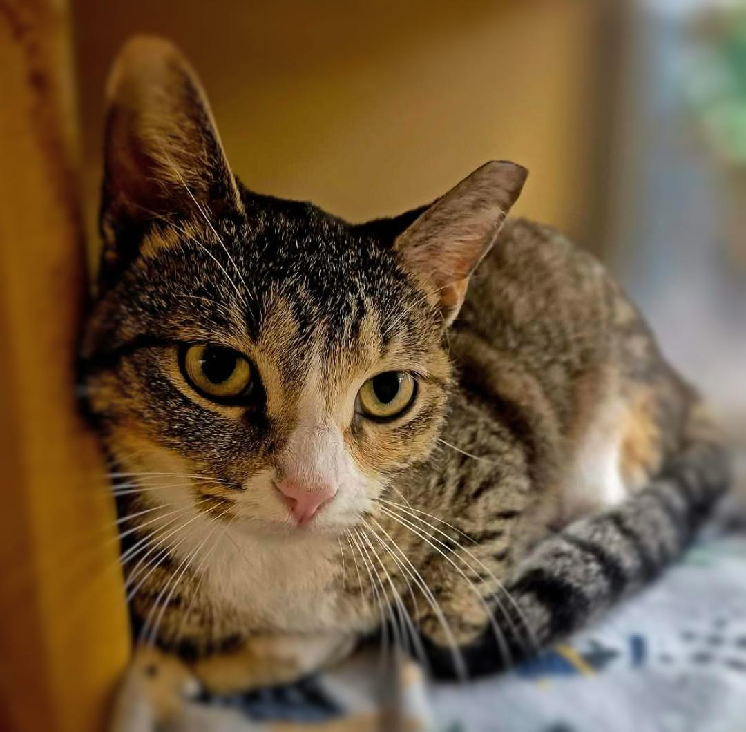 Enlarge Daphne, an adopted mixed breed in Ocean Springs, MS image 1/5