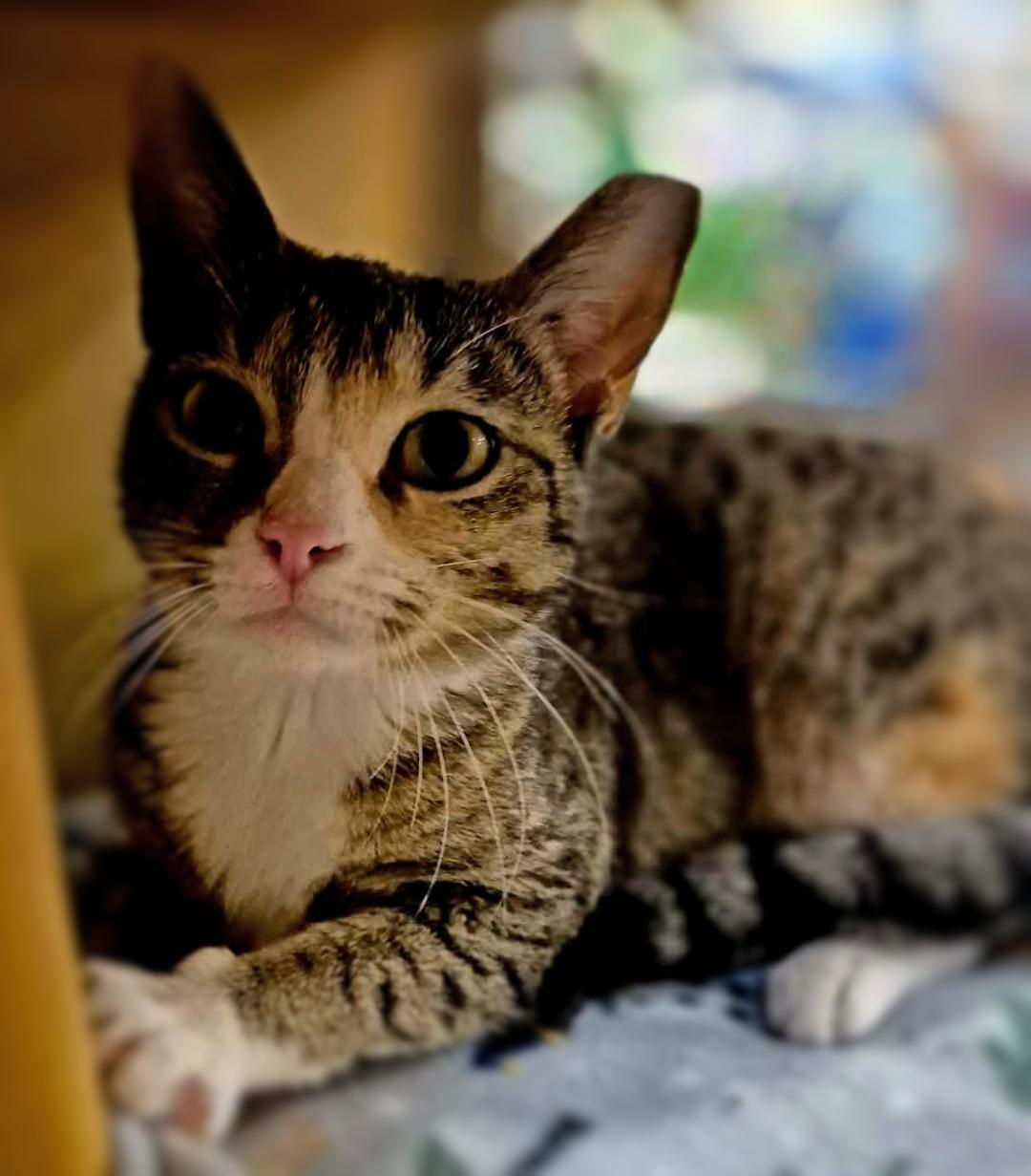 Enlarge Daphne, an adopted mixed breed in Ocean Springs, MS image 5/5