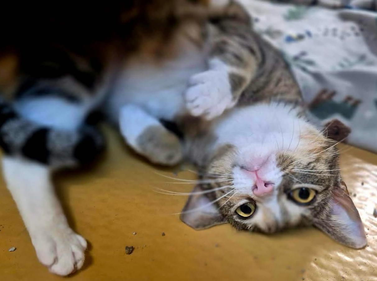 Enlarge Daphne, an adopted mixed breed in Ocean Springs, MS image 2/5