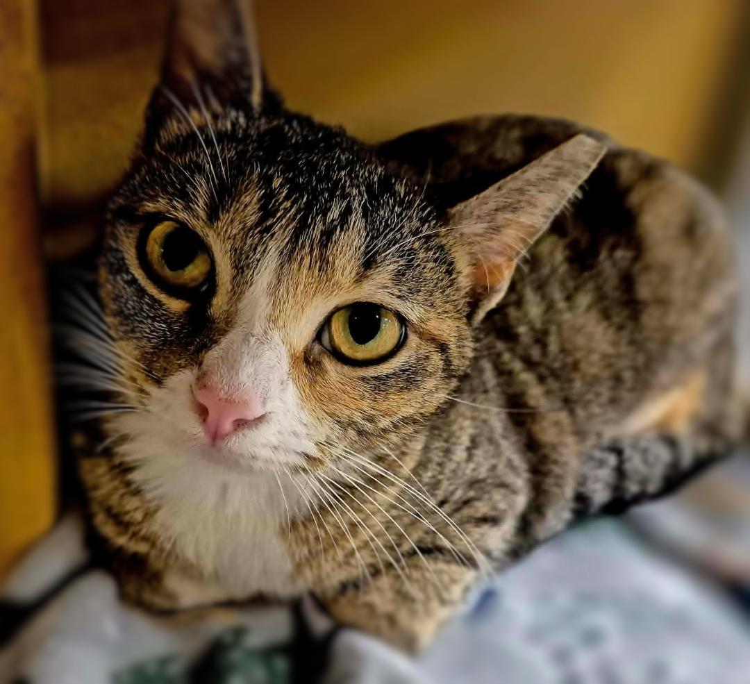 Enlarge Daphne, an adopted mixed breed in Ocean Springs, MS image 4/5