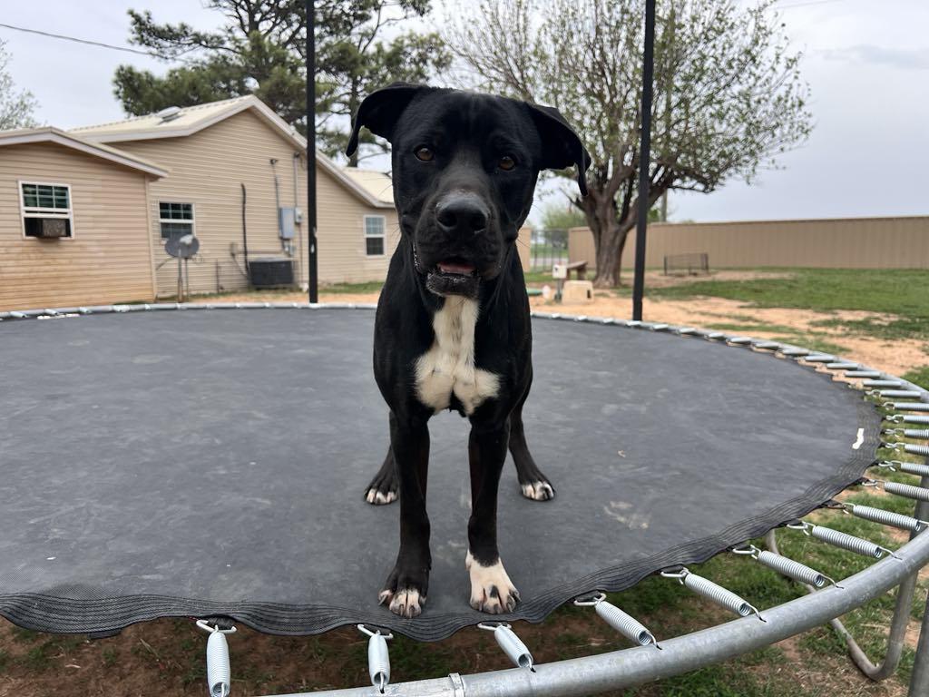 Enlarge Jacob, a Adoptable mixed breed in Wichita Falls, TX image 1/2
