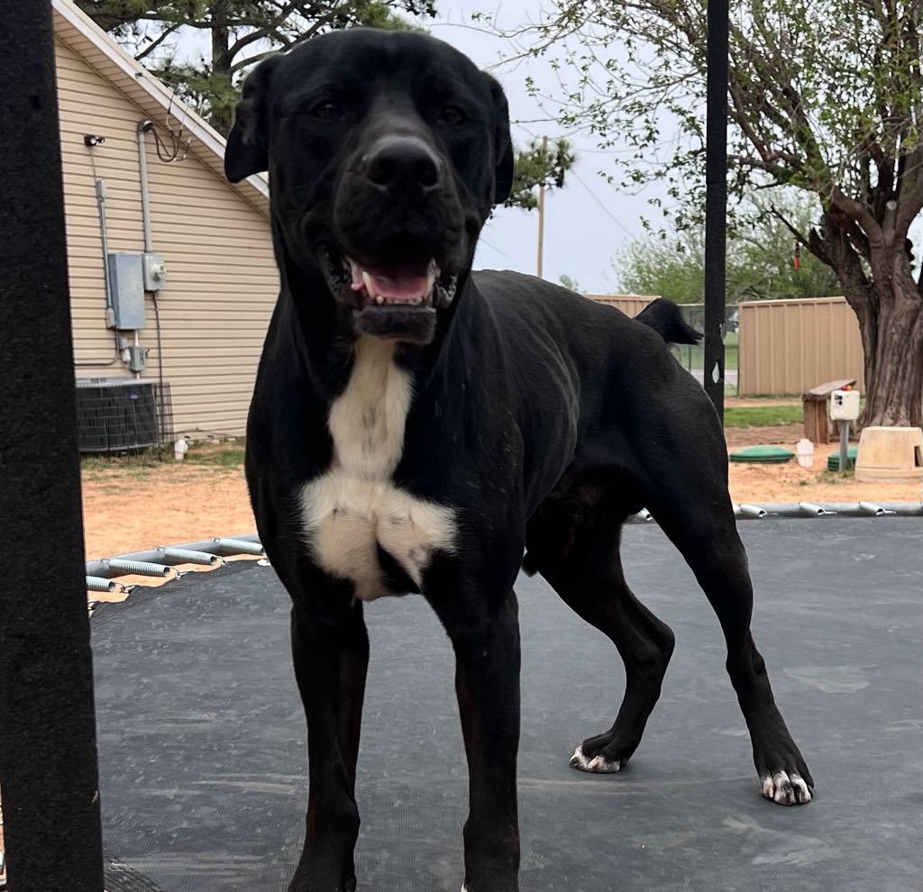 Enlarge Jacob, a Adoptable mixed breed in Wichita Falls, TX image 2/2