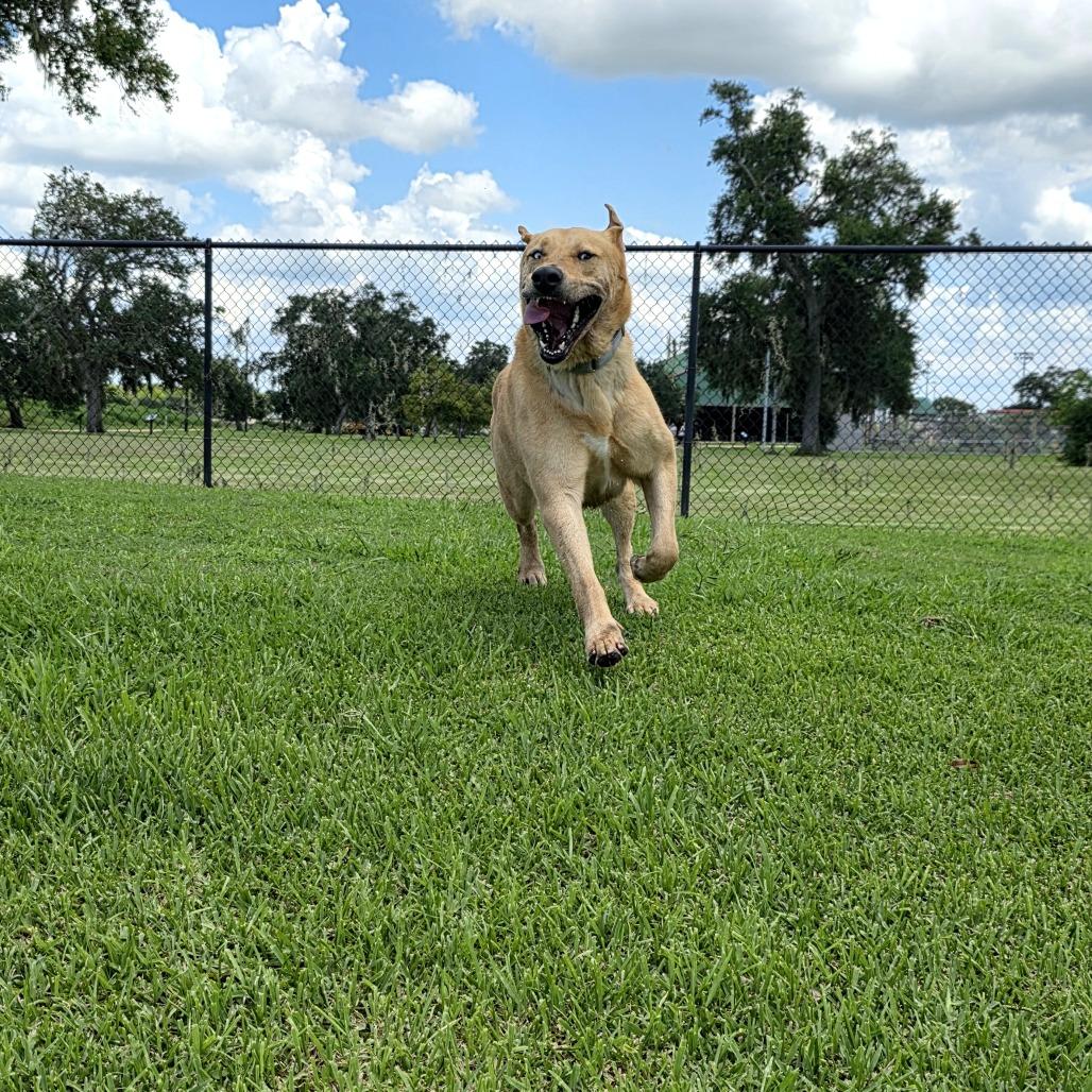 Enlarge Macadamia , an adopted Yellow Labrador Retriever in The Woodlands, TX image 3/6