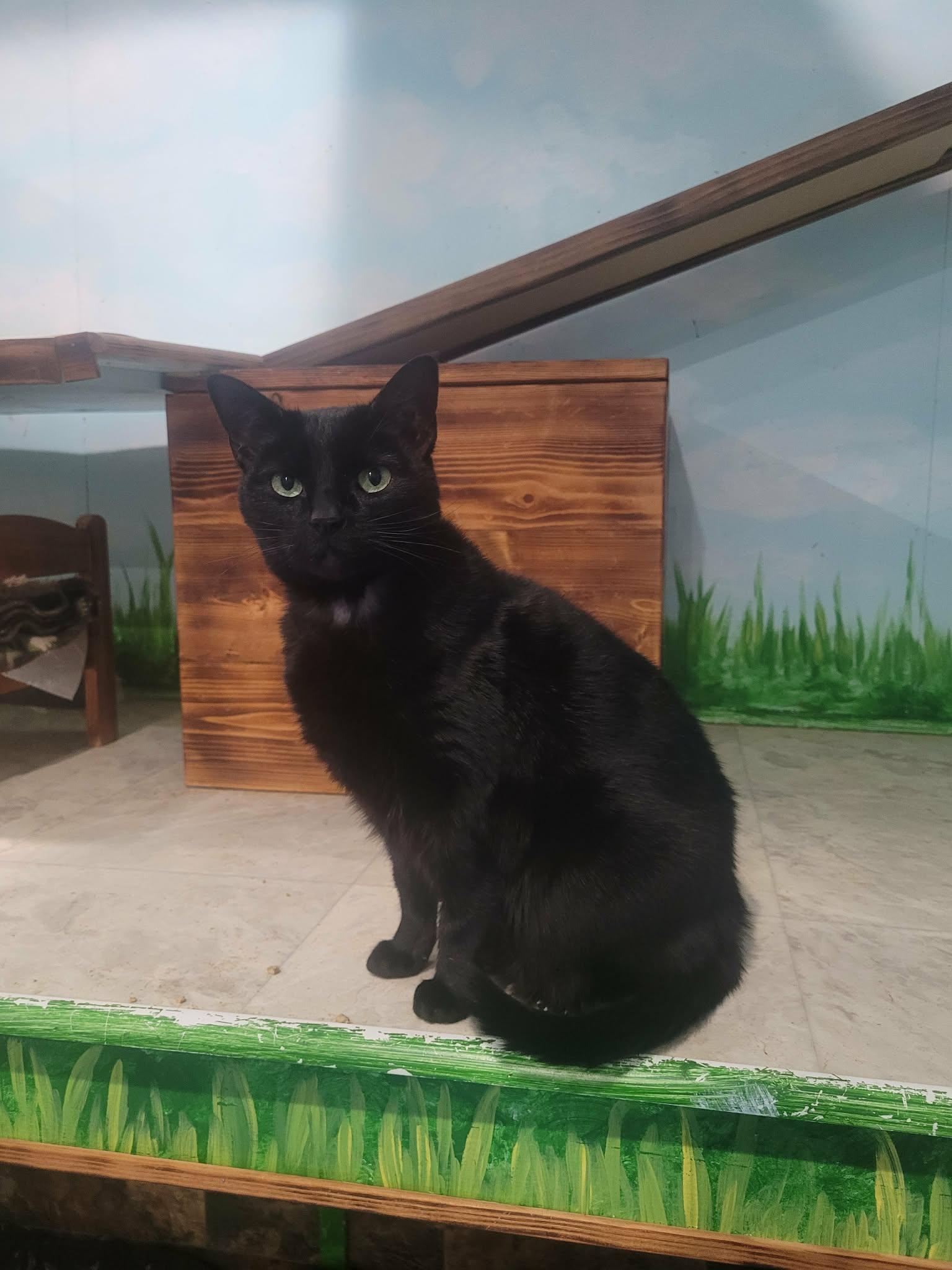 Luna (Panther girl) , an adopted Domestic Short Hair in Murrells Inlet, SC image 2/3