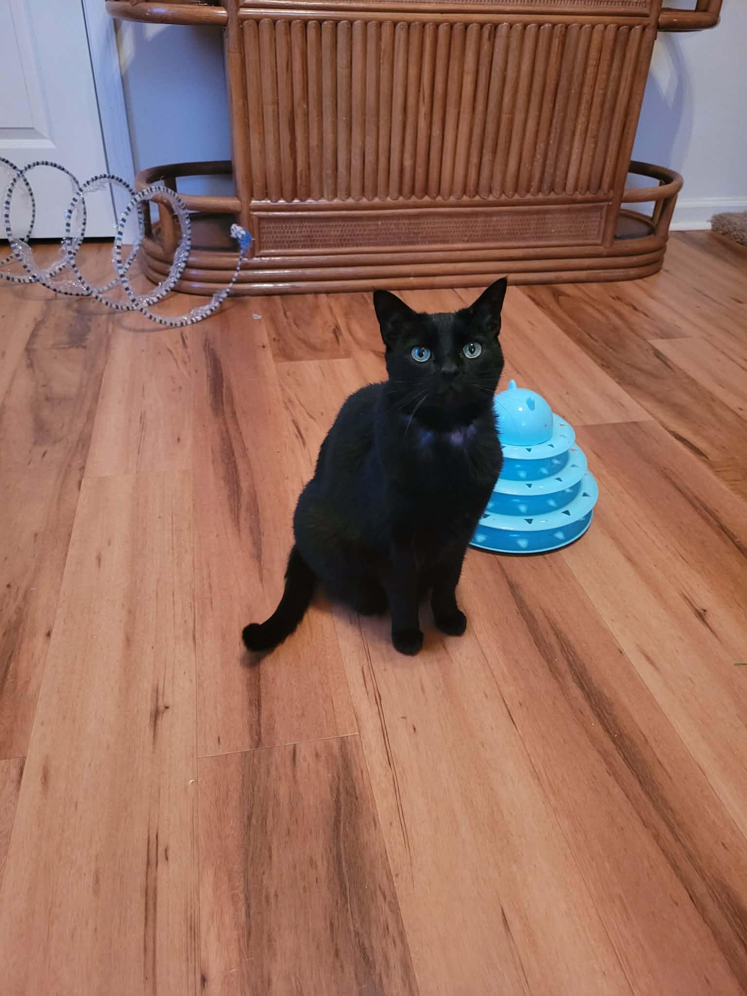 Luna (Panther girl) , an adopted Domestic Short Hair in Murrells Inlet, SC image 1/3
