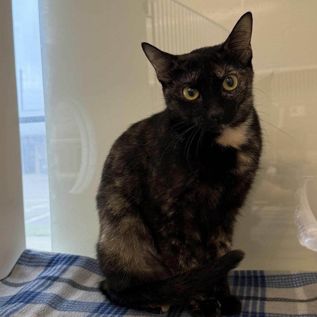 Addie, Adoptable, Adult Female Domestic Short Hair.