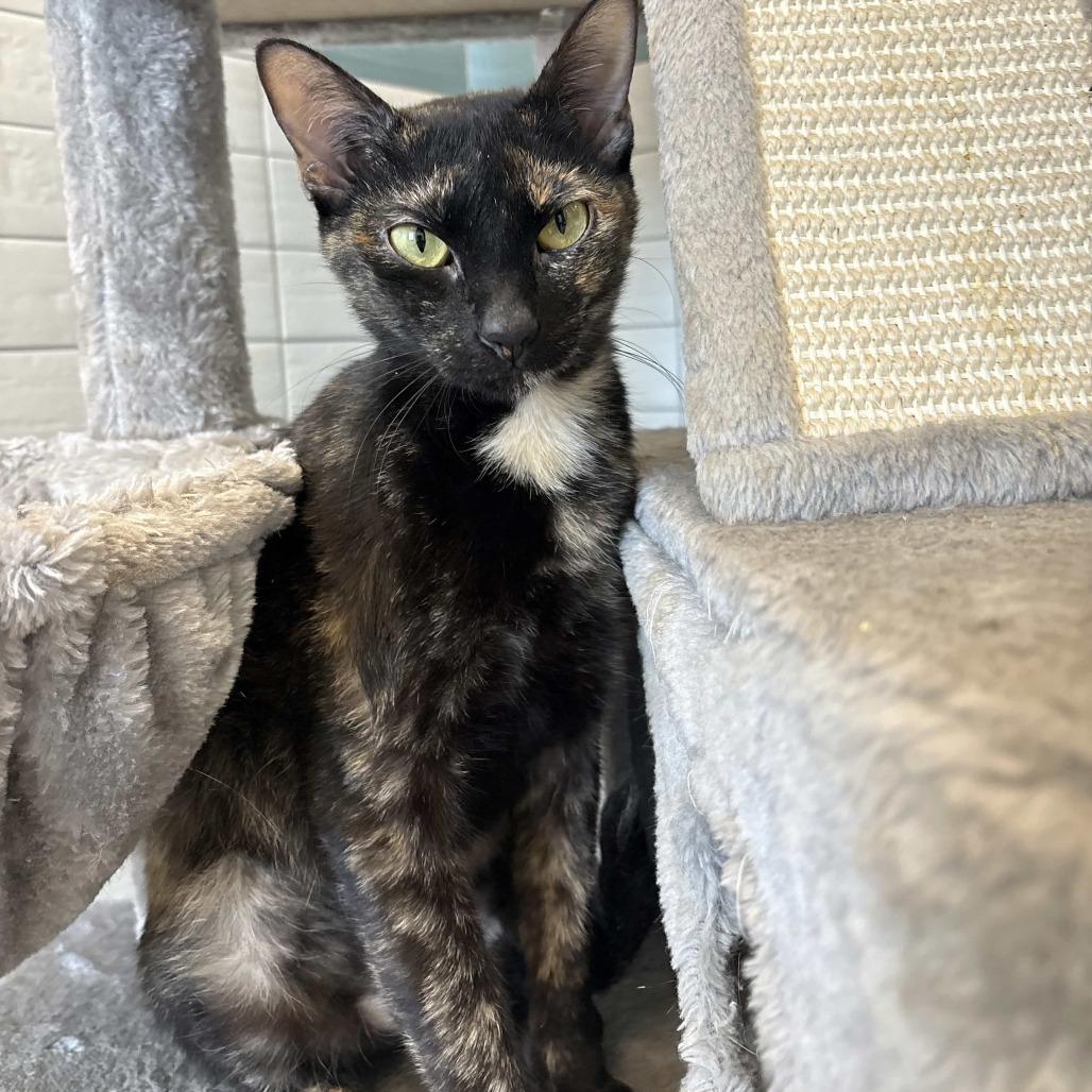 Addie, a Adoptable Domestic Short Hair in Beaumont, TX image 2/3