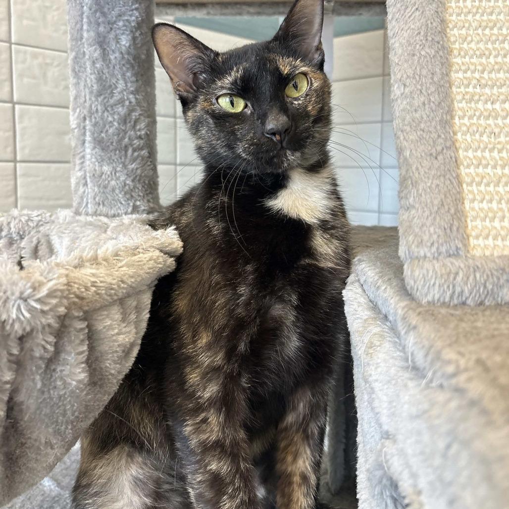 Addie, a Adoptable Domestic Short Hair in Beaumont, TX image 3/3