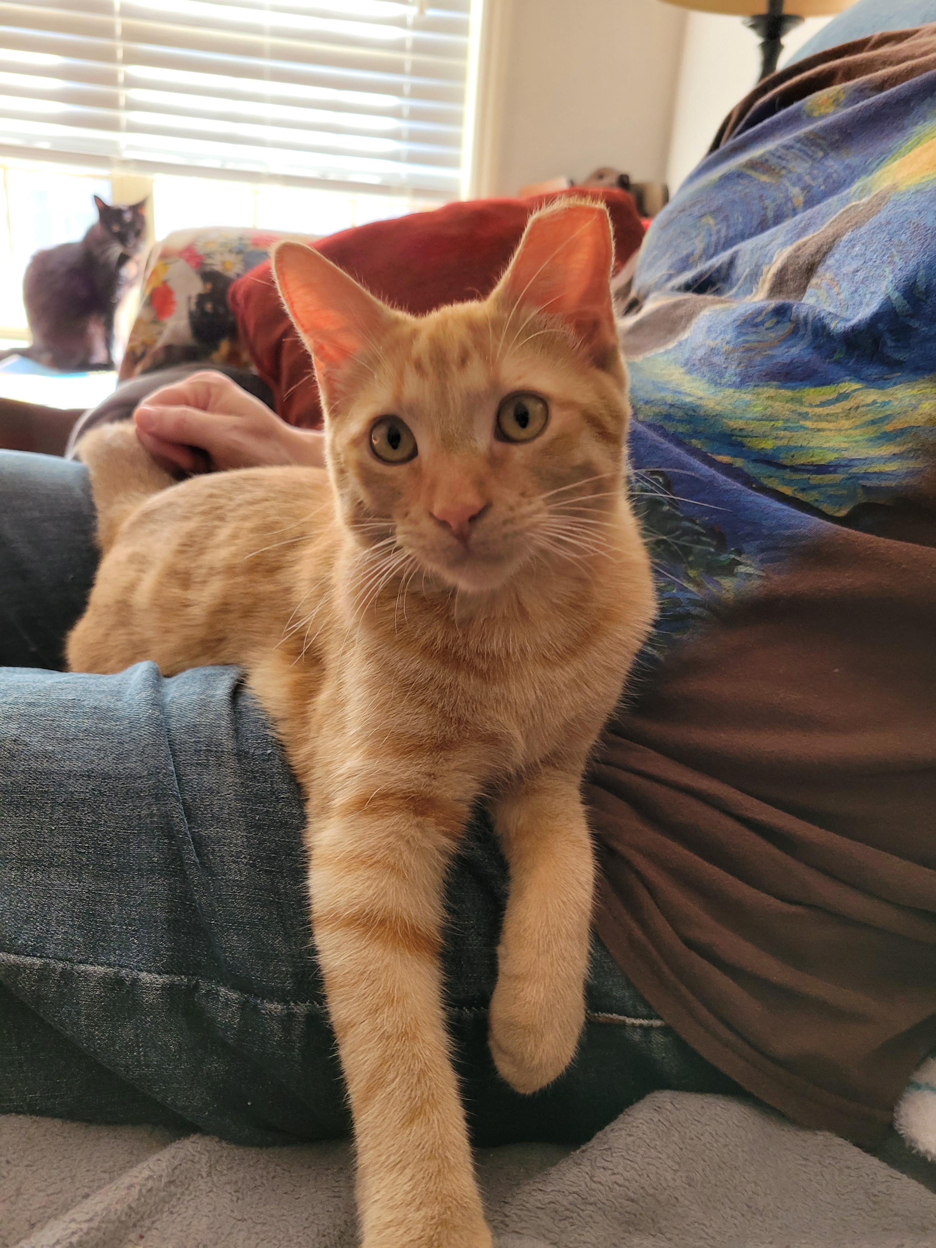 Katnip, Adoptable, Kitten Male Domestic Short Hair.