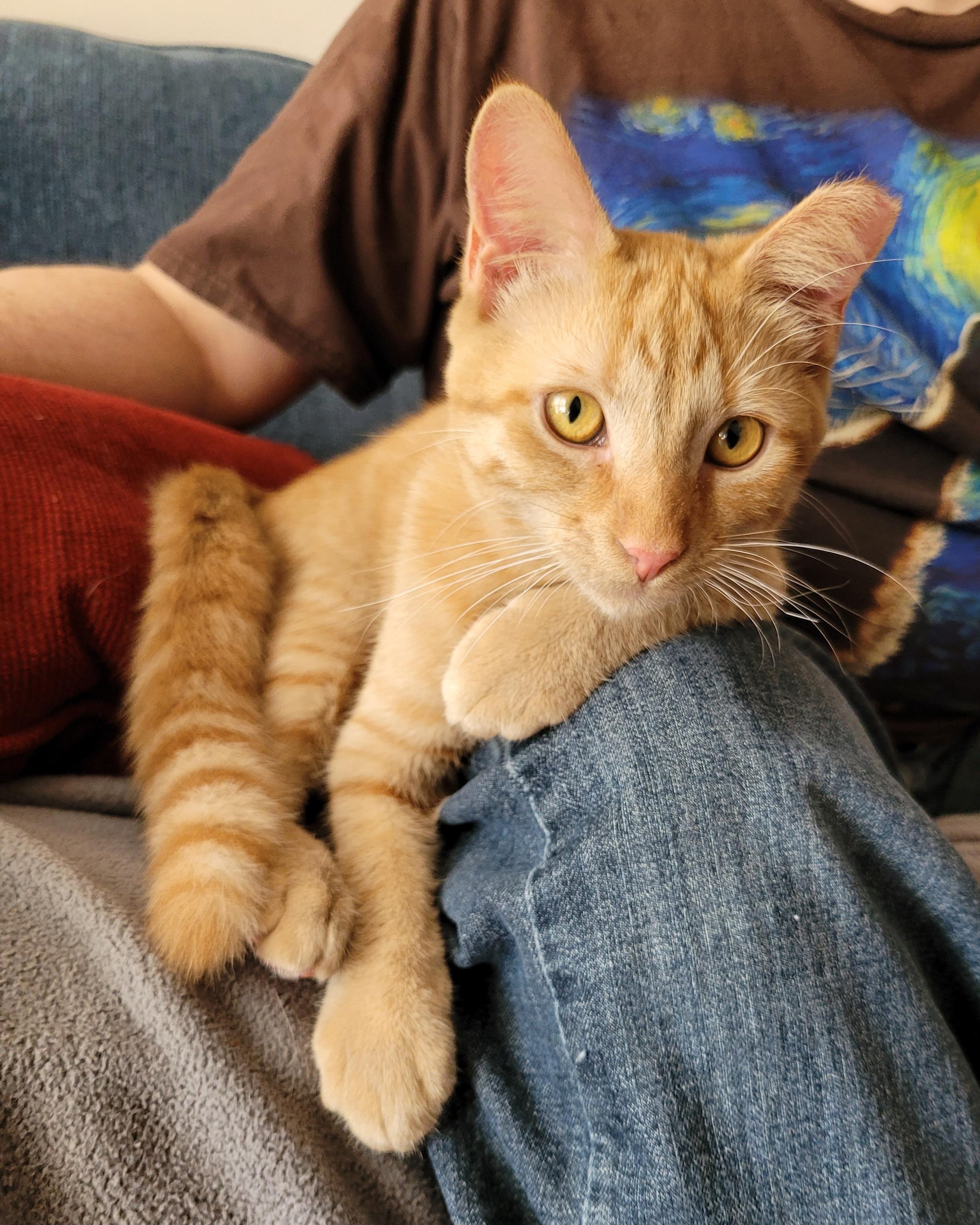 Katnip, a Adoptable mixed breed in Murfreesboro, TN image 2/3