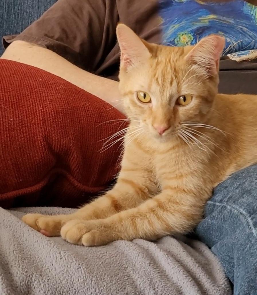 Katnip, a Adoptable mixed breed in Murfreesboro, TN image 3/3