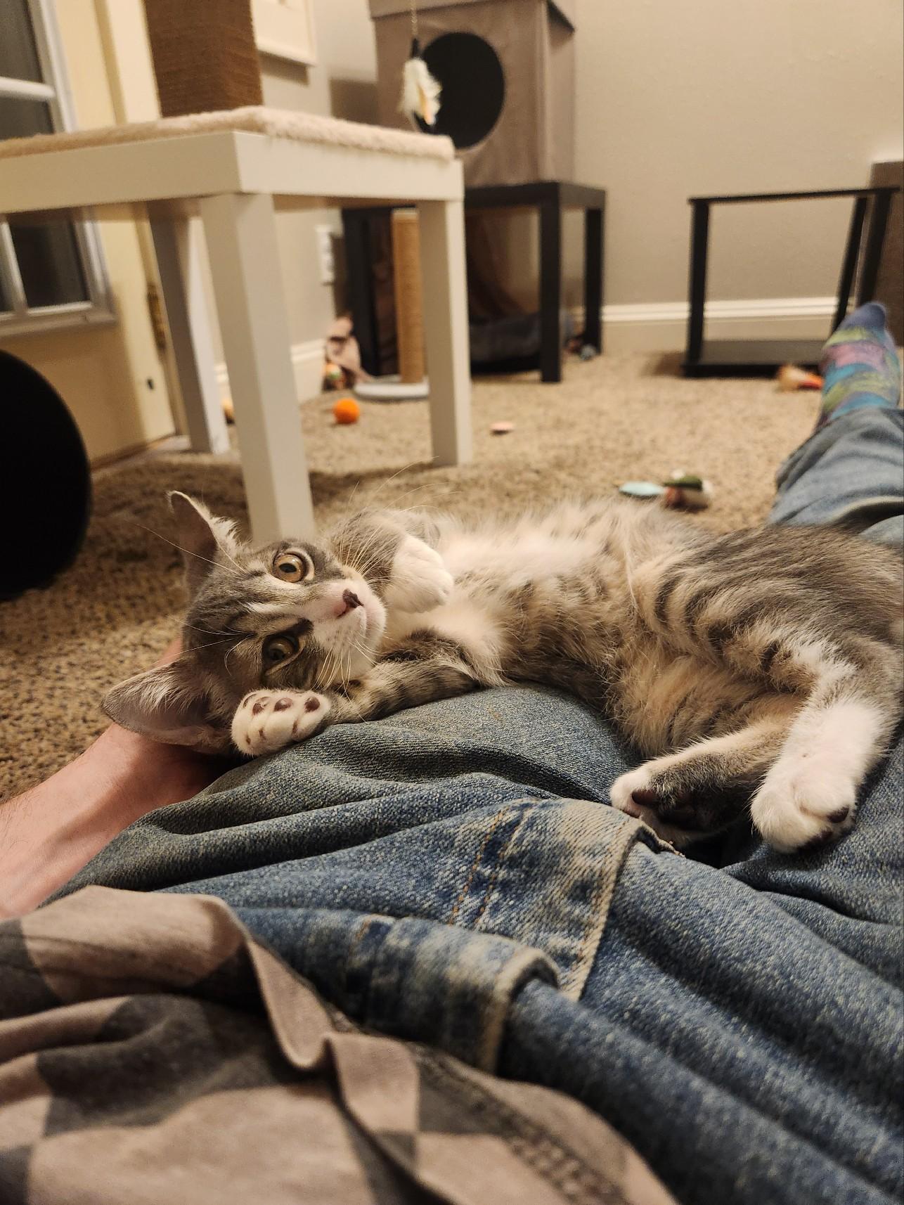 Enlarge Opal, a Adopted Domestic Short Hair in Milwaukee, WI image 3/6