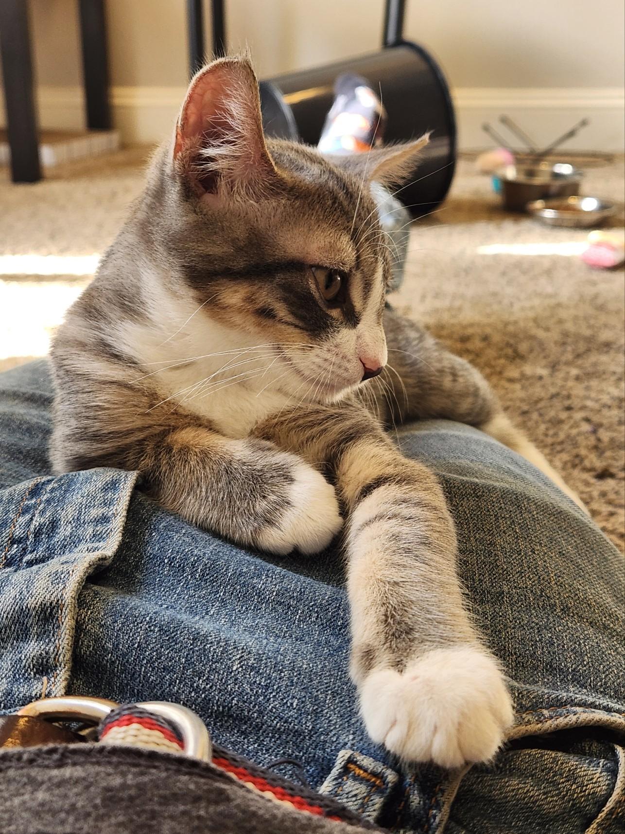 Enlarge Opal, a Adopted Domestic Short Hair in Milwaukee, WI image 2/6