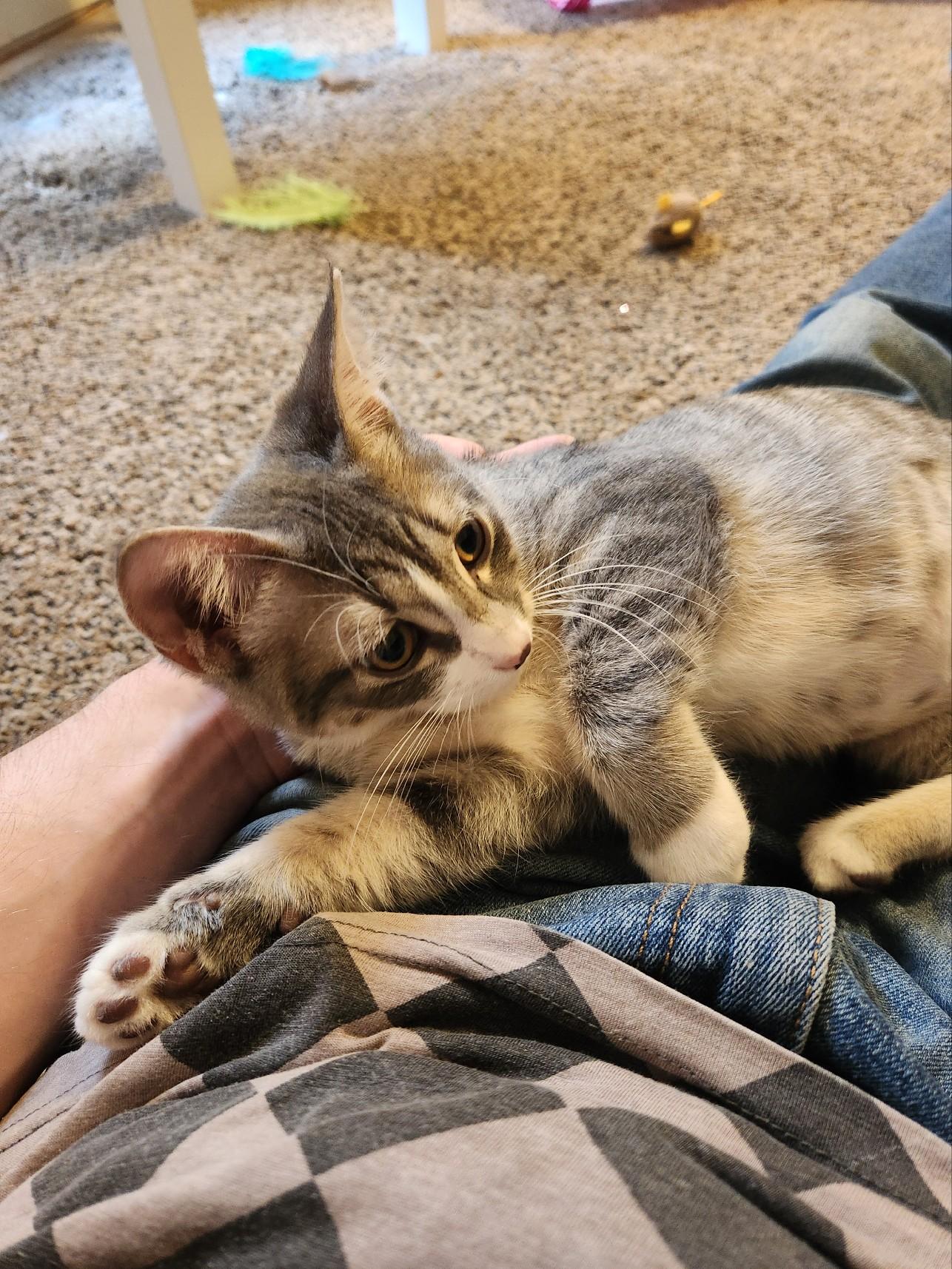 Enlarge Opal, a Adopted Domestic Short Hair in Milwaukee, WI image 6/6