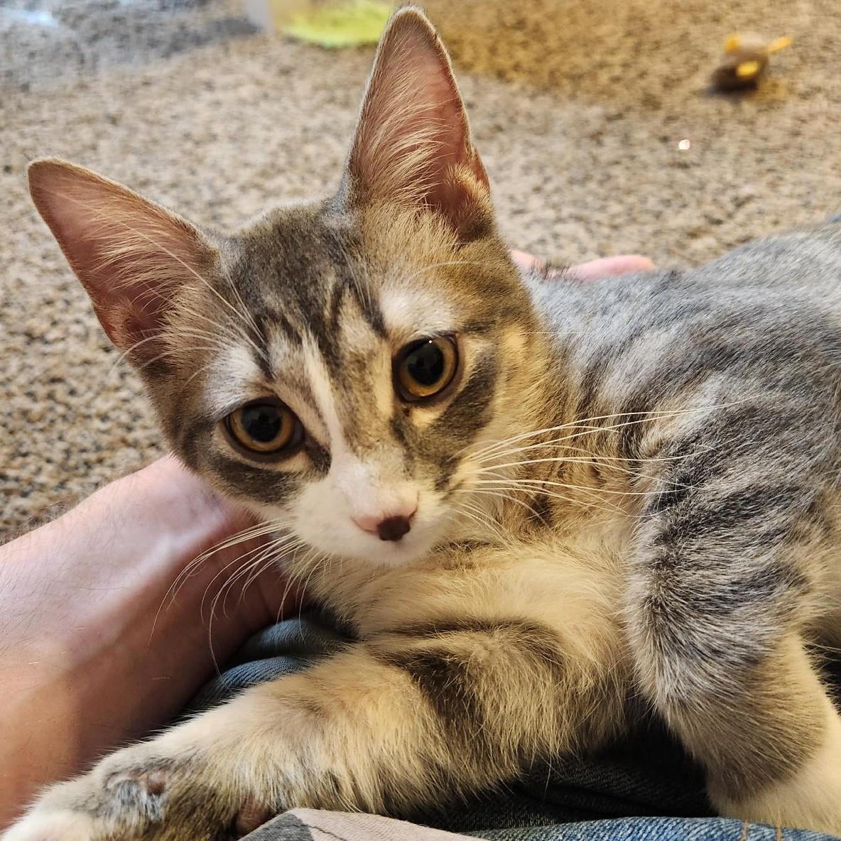 Opal, Adopted, Kitten Male Domestic Short Hair.