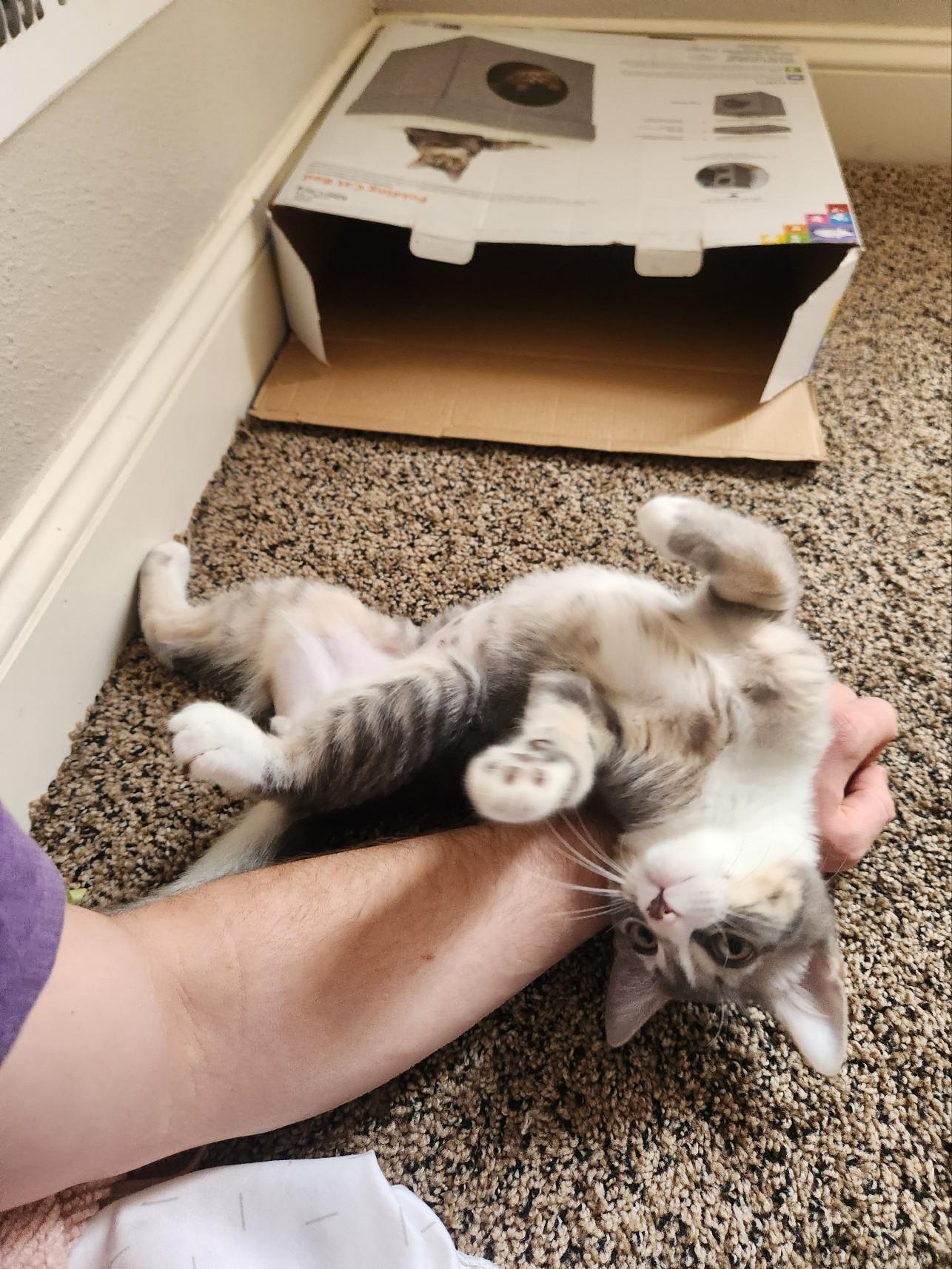 Enlarge Opal, a Adopted Domestic Short Hair in Milwaukee, WI image 5/6