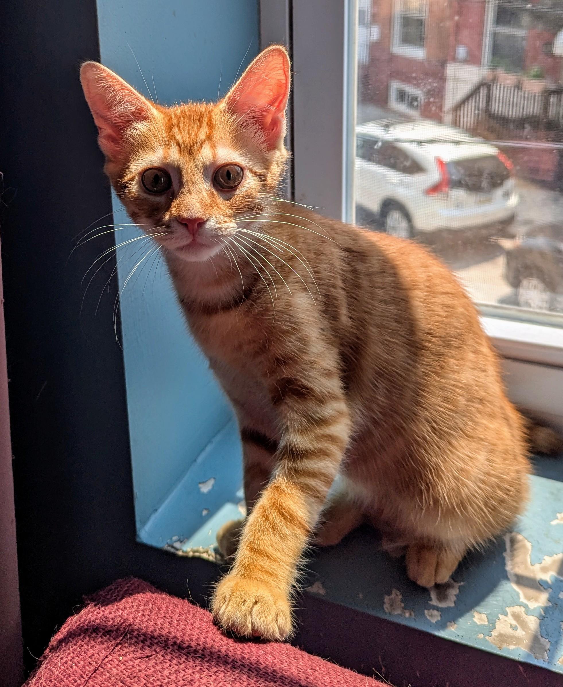 Ollie, Adoptable, Kitten Male Domestic Short Hair.