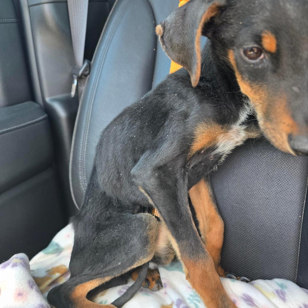 DOBBY, Adoptable, Young Male Doberman Pinscher & Australian Cattle Dog / Blue Heeler.
