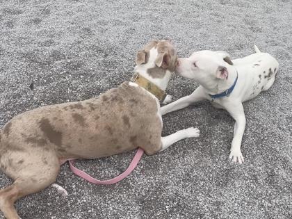 Enlarge Cowboy, a Adoptable mixed breed in Maumee, OH image 3/3