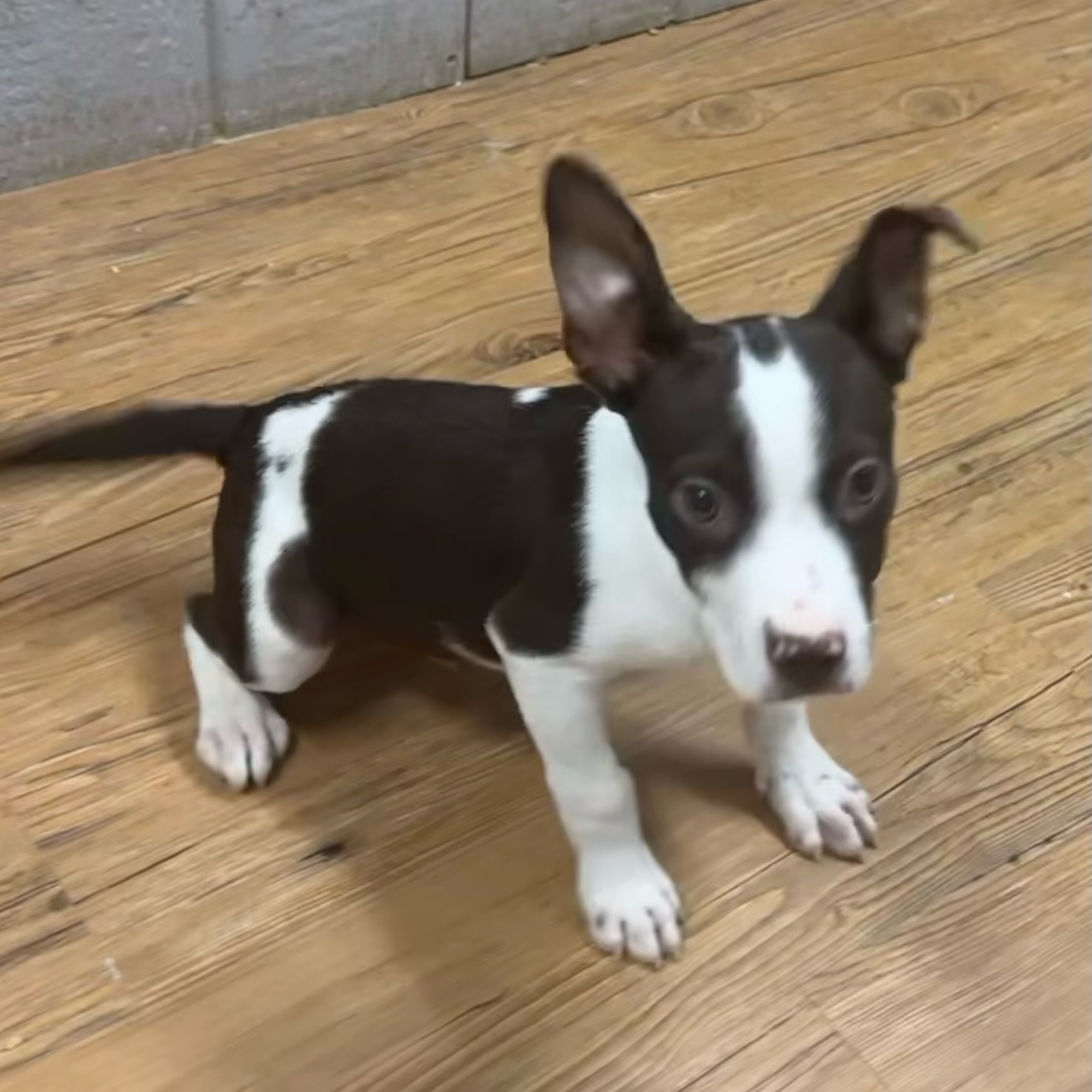 Johnny, a Adoptable mixed breed in Pilot Point, TX image 2/5