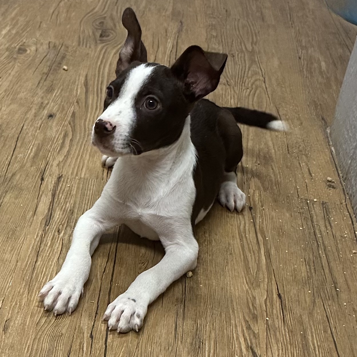 Johnny, a Adoptable mixed breed in Pilot Point, TX image 3/5