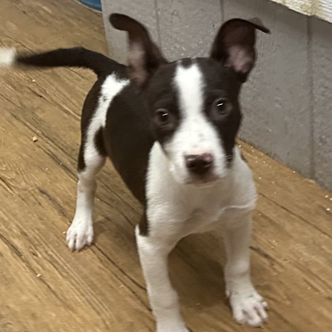 Johnny, a Adoptable mixed breed in Pilot Point, TX image 4/5