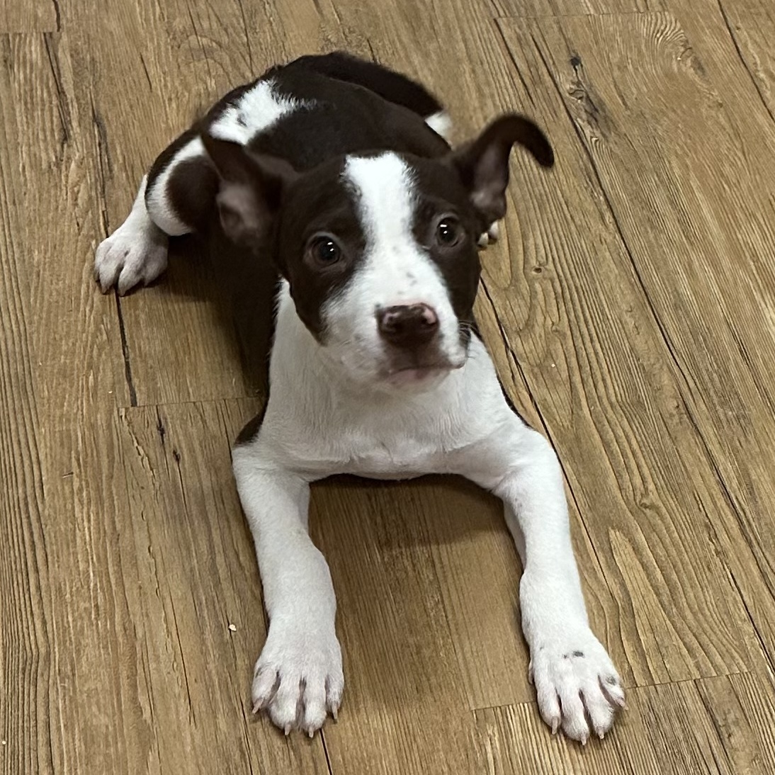 Johnny, a Adoptable mixed breed in Pilot Point, TX image 5/5