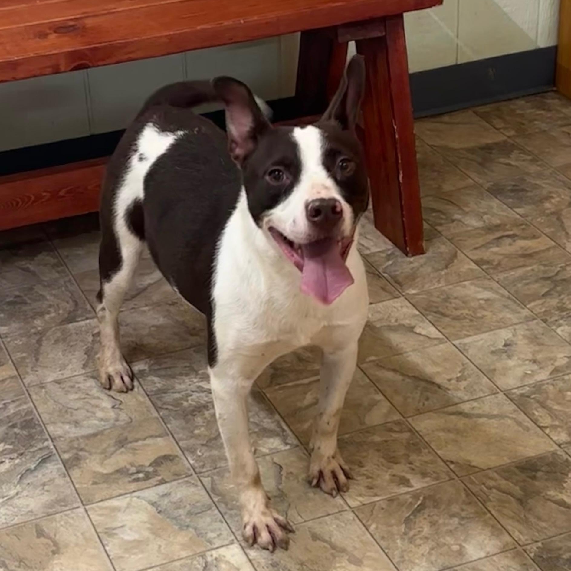 Johnny, a Adoptable mixed breed in Pilot Point, TX image 1/5