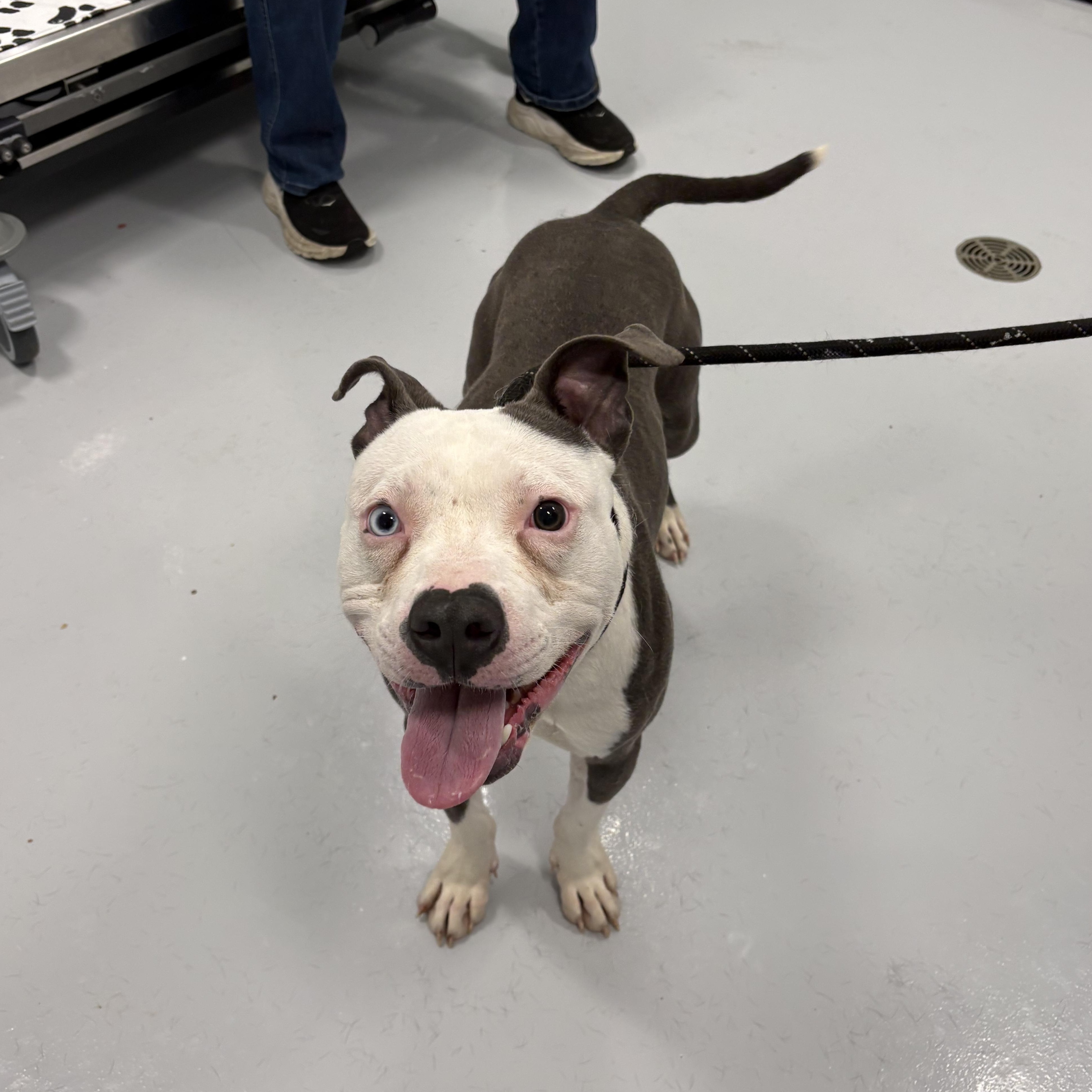 Enlarge Chad, a ADOPTABLE mixed breed in Kankakee, IL image 2/2