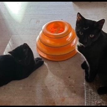 Tilly and Tabitha, Young Female Domestic Short Hair