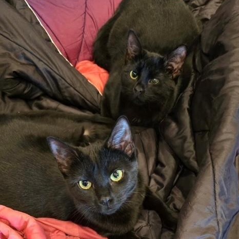 Tilly and Tabitha photo 2