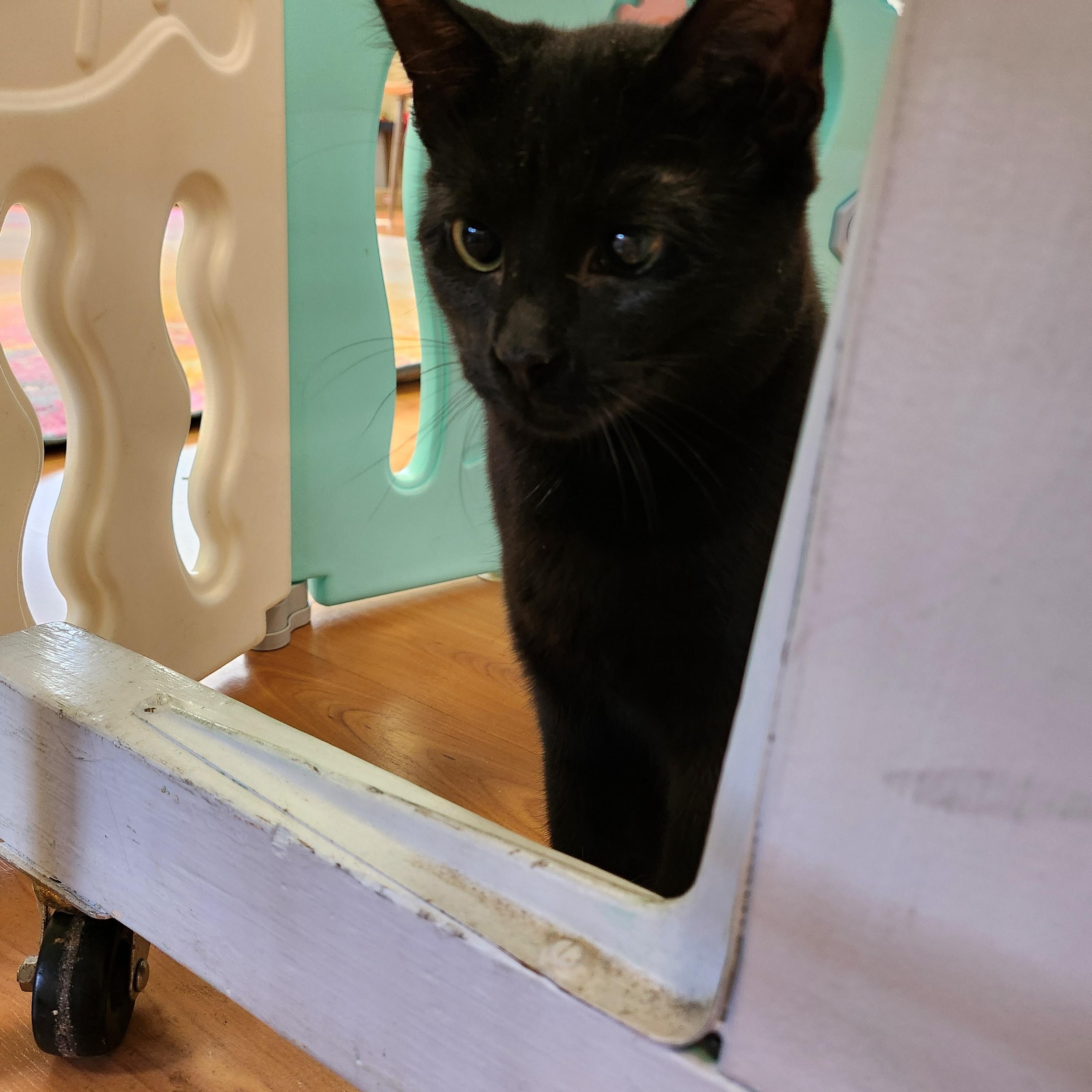Tilly and Tabitha photo 6