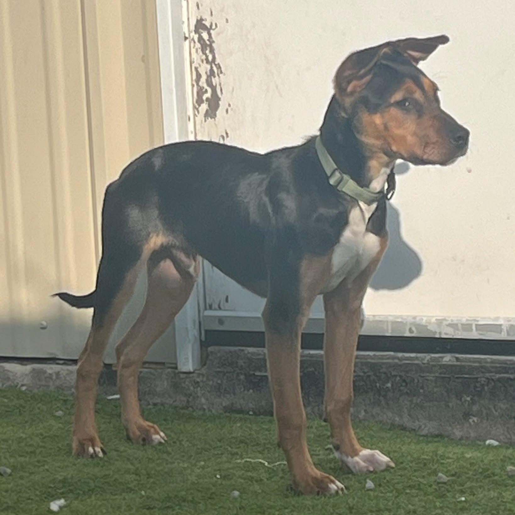 Max, a Adoptable mixed breed in houston , TX image 3/6