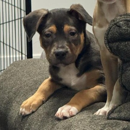 Max, a Adoptable mixed breed in houston , TX image 6/6