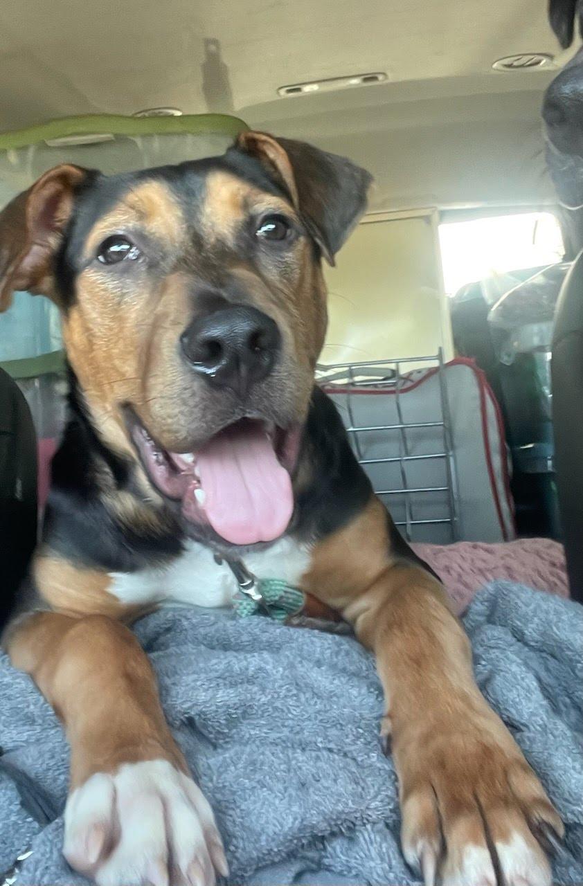 Max, a Adoptable mixed breed in houston , TX image 5/6