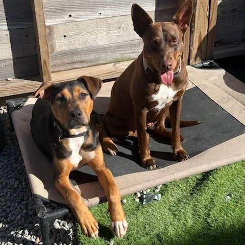 Max, a Adoptable mixed breed in houston , TX image 2/6