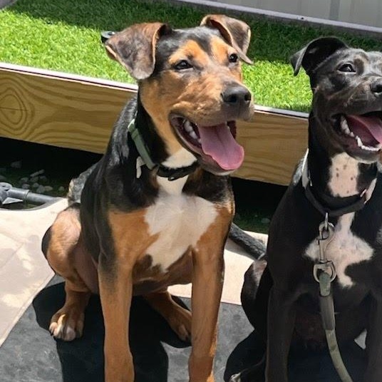 Max, a Adoptable mixed breed in houston , TX image 1/6