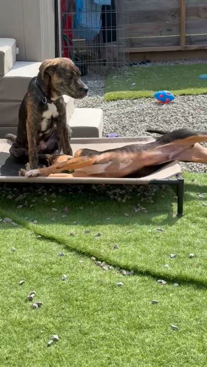 Enlarge Max, a Adoptable mixed breed in houston , TX video 4/6