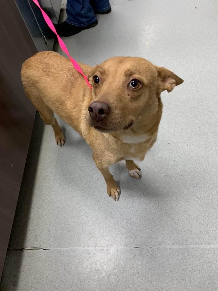 Lara, Adoptable, Adult Female Carolina Dog & Rat Terrier.