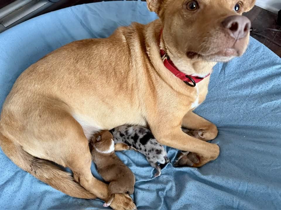 Enlarge Lara, a Adoptable mixed breed in Mount Holly, NJ image 2/4