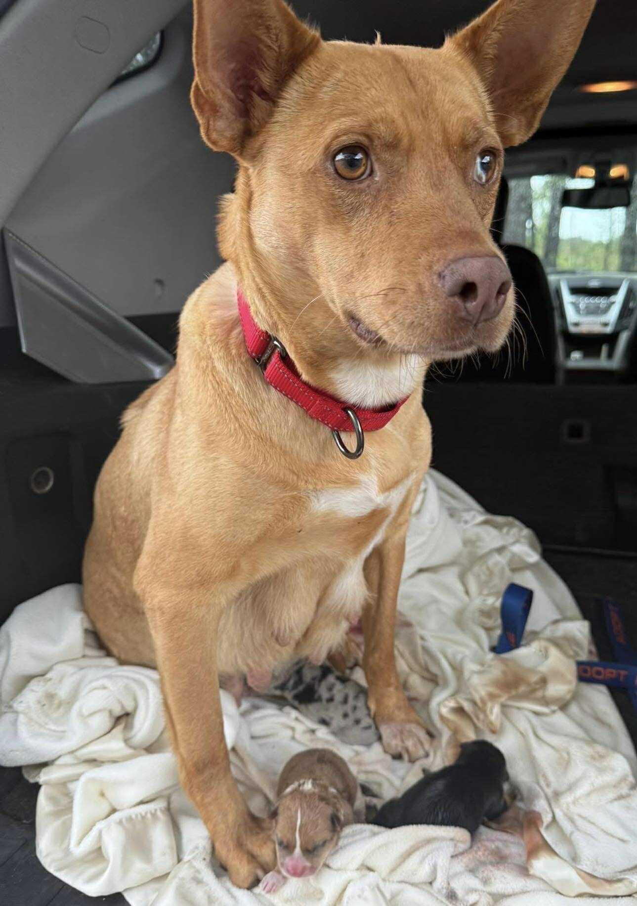 Enlarge Lara, a Adoptable mixed breed in Mount Holly, NJ image 3/4