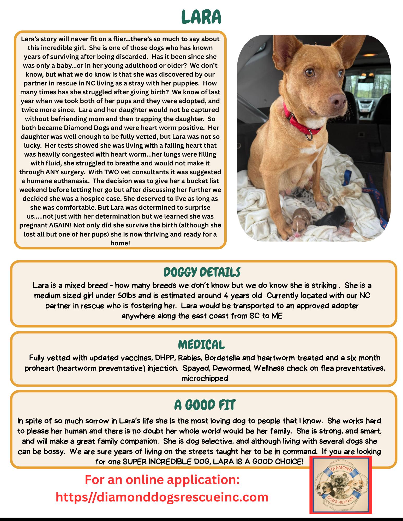 Enlarge Lara, a Adoptable mixed breed in Mount Holly, NJ image 4/4