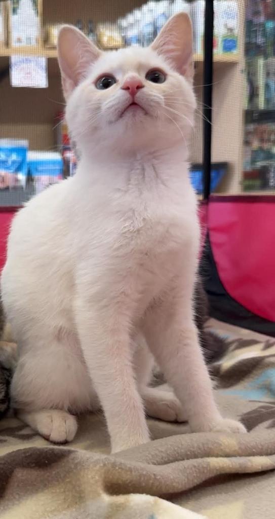 Jessie, a Adoptable mixed breed in Athens, OH image 2/2