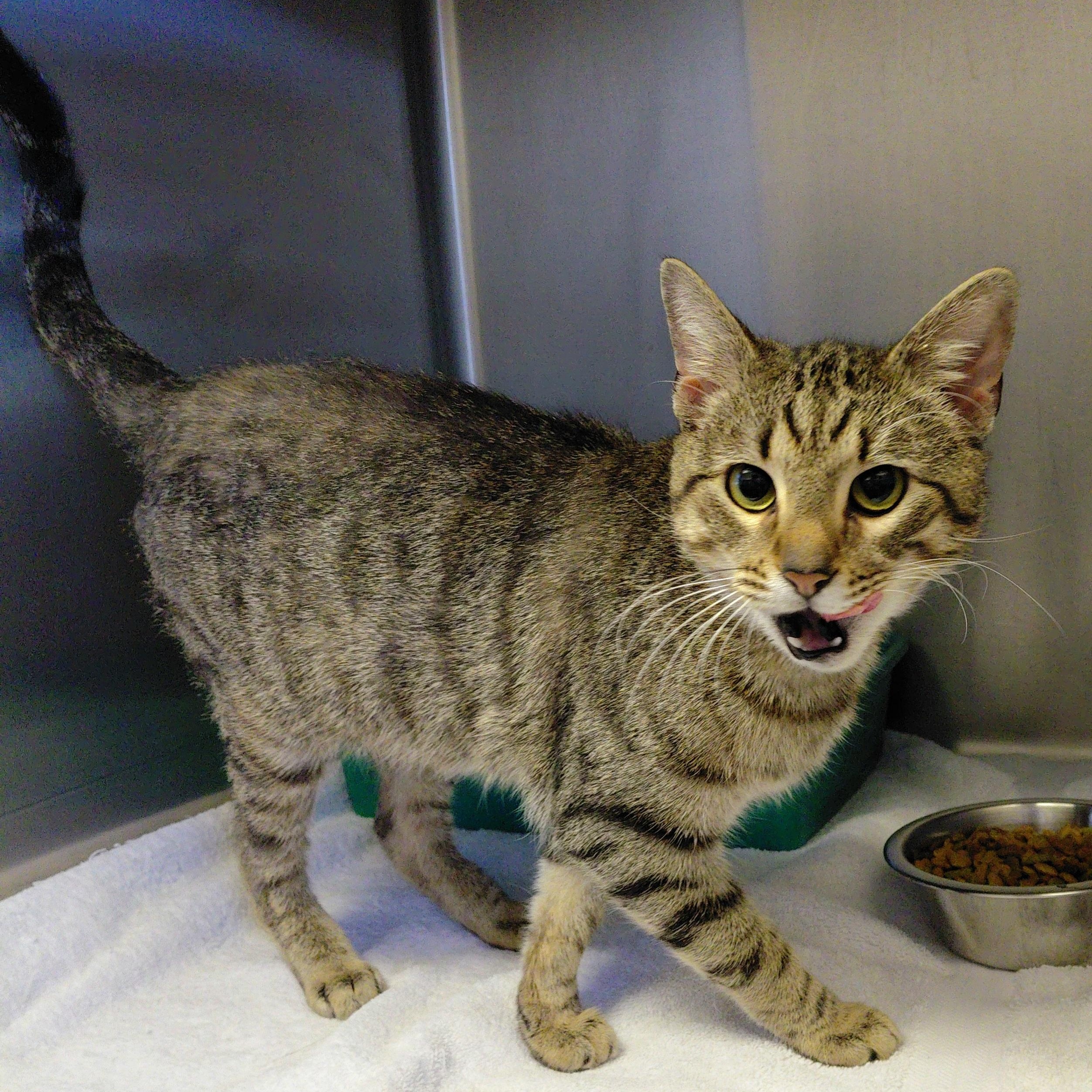 Enlarge Echo, a ADOPTABLE Domestic Short Hair in Stanley, VA image 4/5