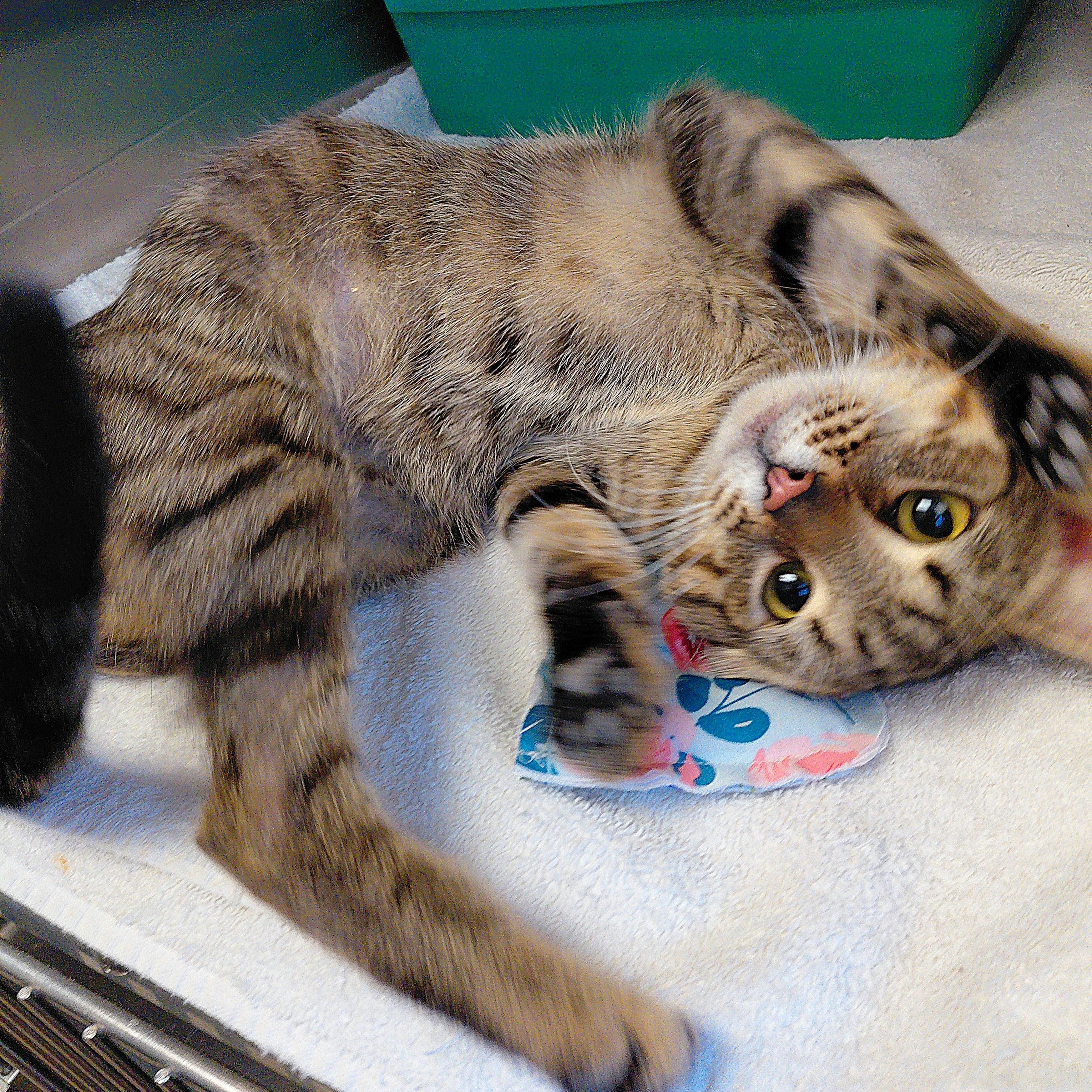 Enlarge Echo, a ADOPTABLE Domestic Short Hair in Stanley, VA image 3/5