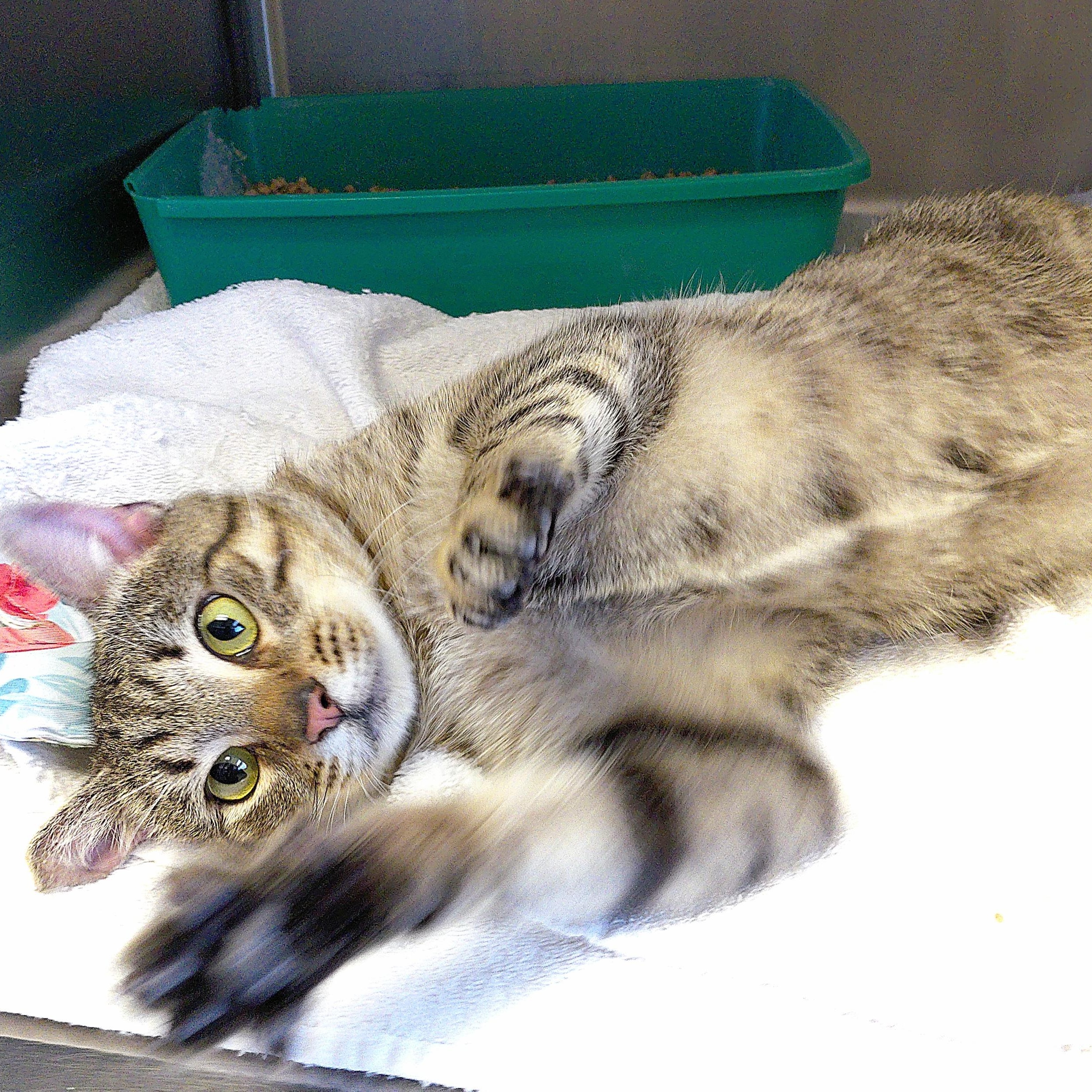 Enlarge Echo, a ADOPTABLE Domestic Short Hair in Stanley, VA image 5/5