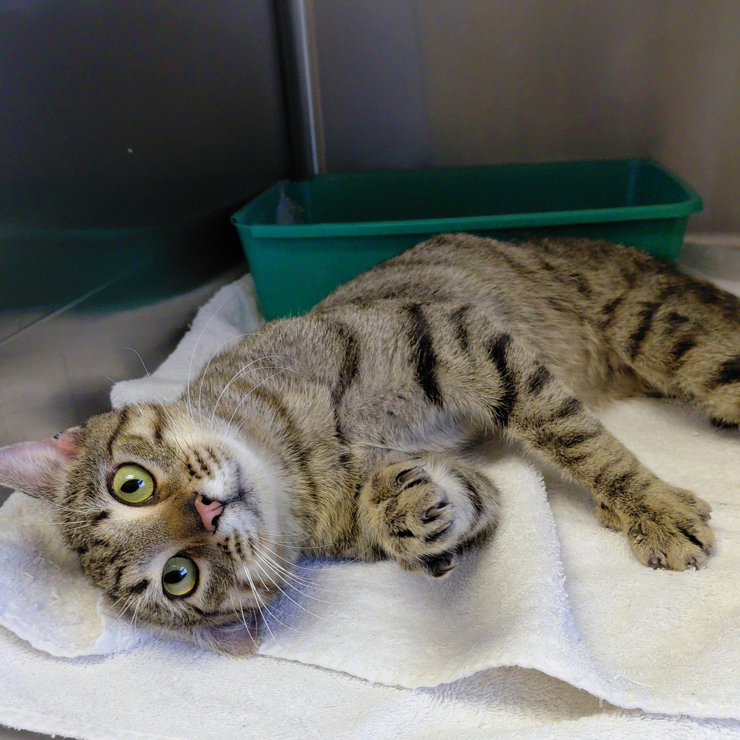 Echo, ADOPTABLE, Adult Male Domestic Short Hair.