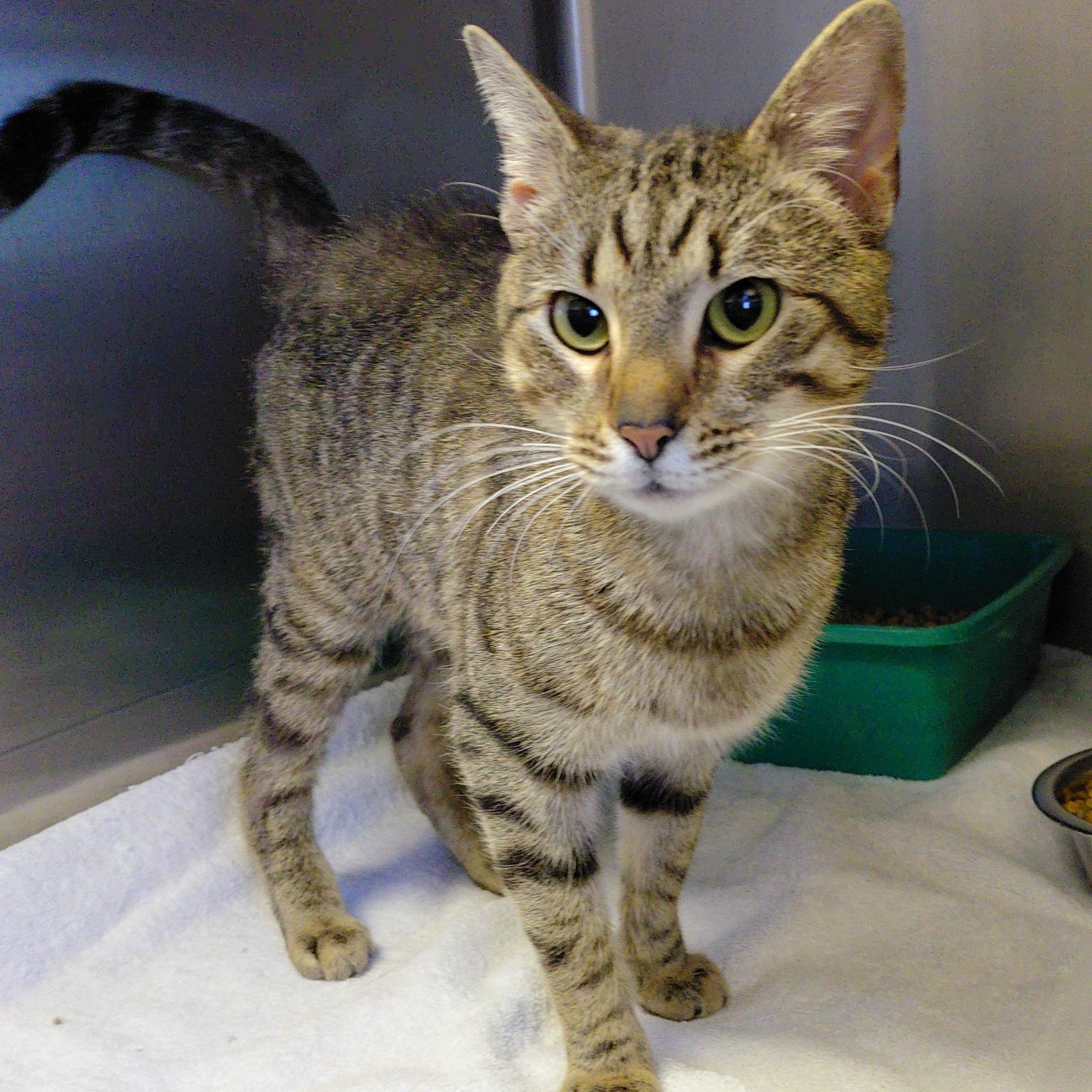 Enlarge Echo, a ADOPTABLE Domestic Short Hair in Stanley, VA image 2/5